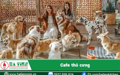 Cafe thú cưng - địa chỉ hút khách của giới trẻ