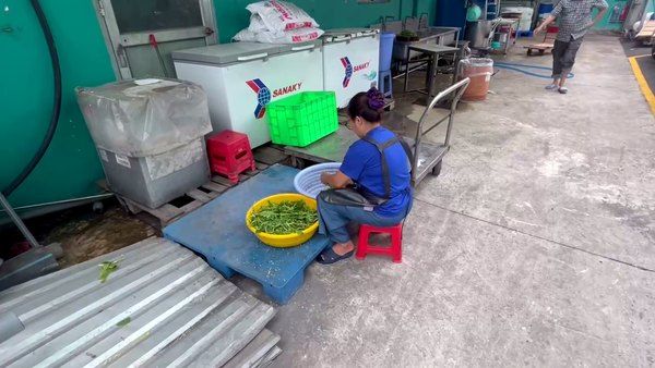 Khu sơ chế rau bếp ăn công nghiệp: nhân viên ngồi trên ghế thấp nhặt rau trong thau đặt sát nền